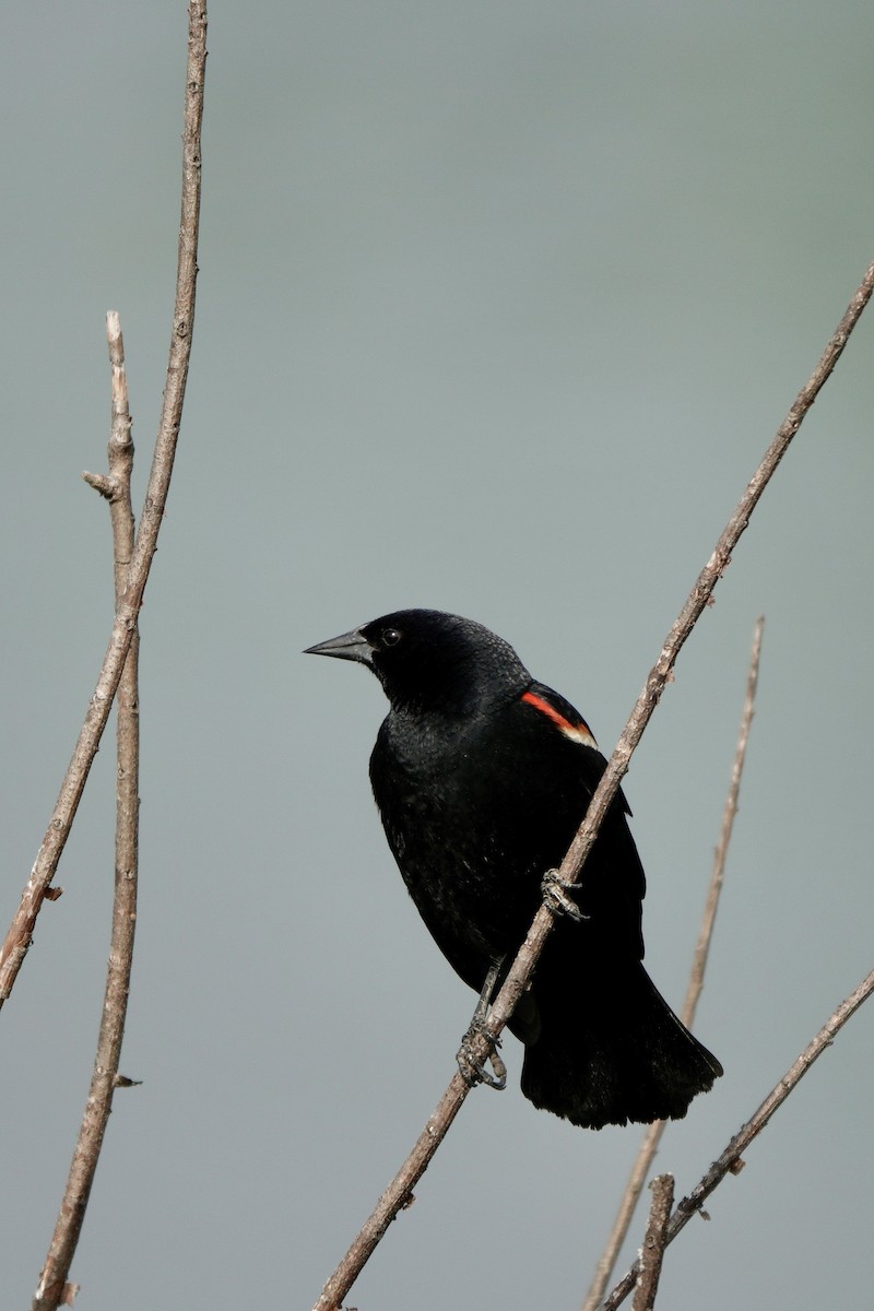 Red-winged Blackbird - Yi-Ying Lee
