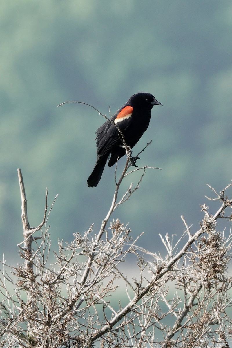 Red-winged Blackbird - Yi-Ying Lee