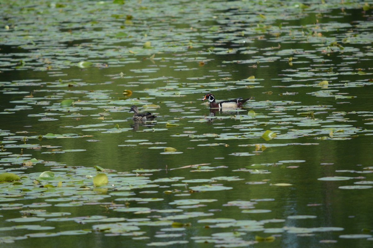 Wood Duck - Brinda Datla