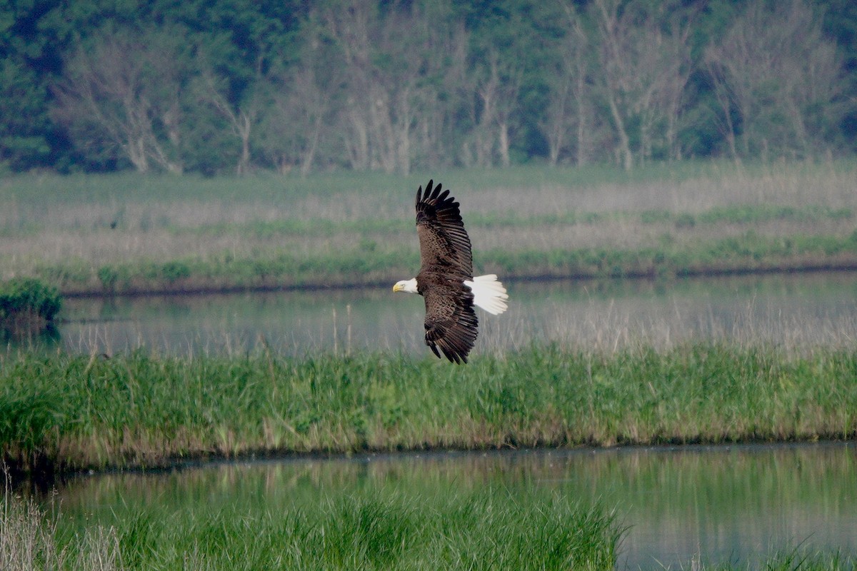 Bald Eagle - Yi-Ying Lee