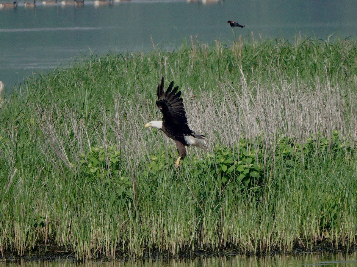 Bald Eagle - Yi-Ying Lee