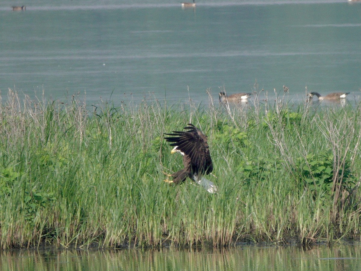 Bald Eagle - Yi-Ying Lee