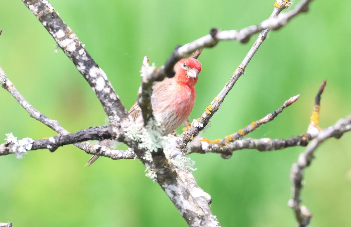 House Finch - Rachel Walsh