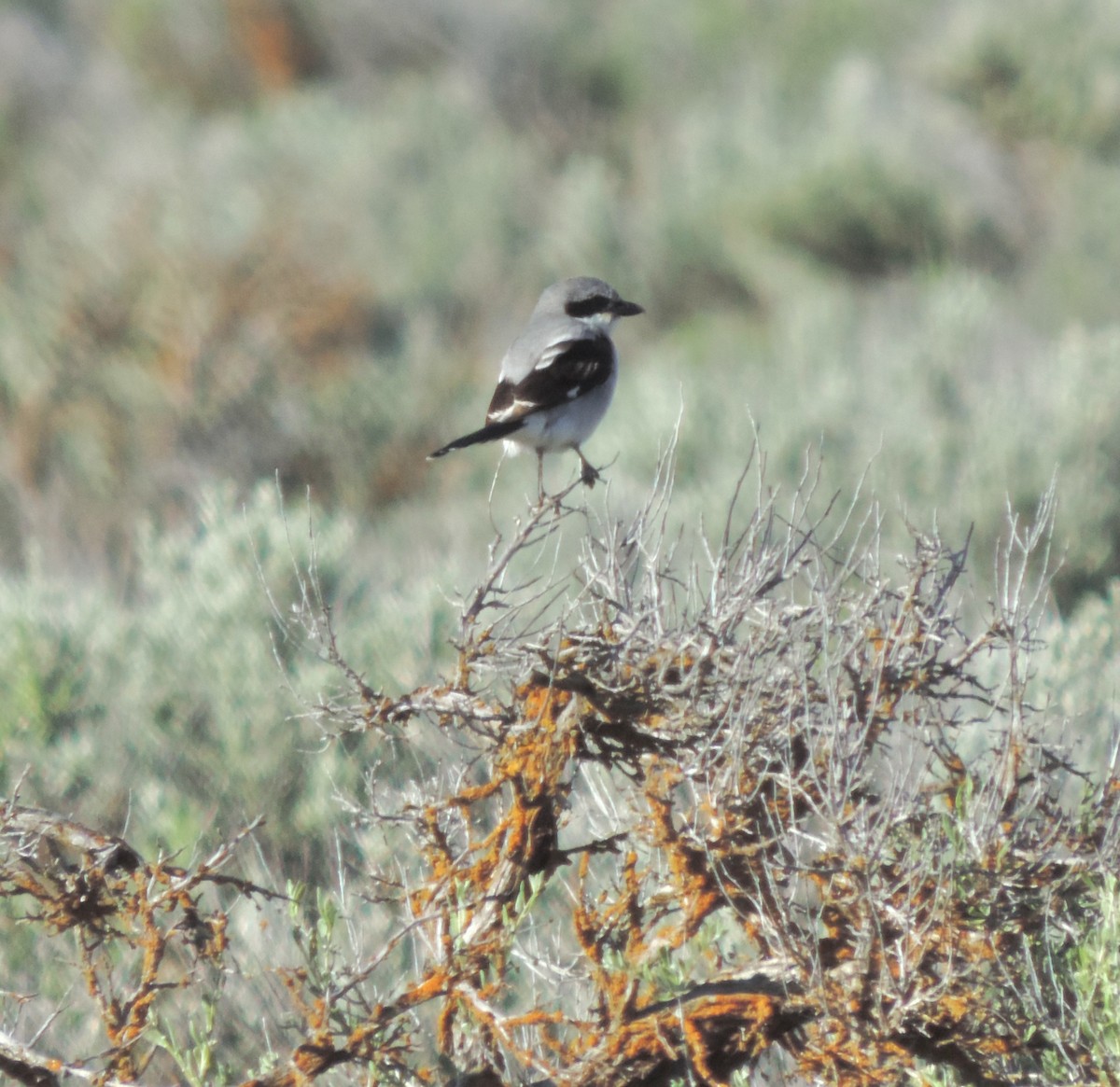 Loggerhead Shrike - Sylvia Maulding