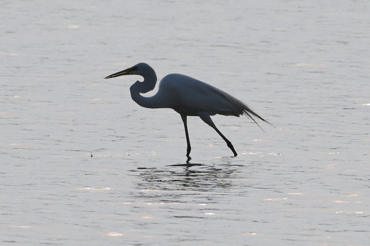 Great Egret - Chad Ludwig