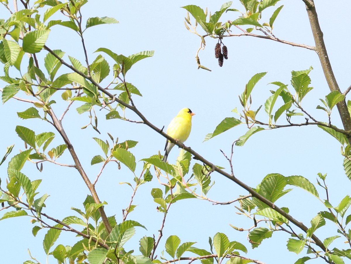 American Goldfinch - ML619657098