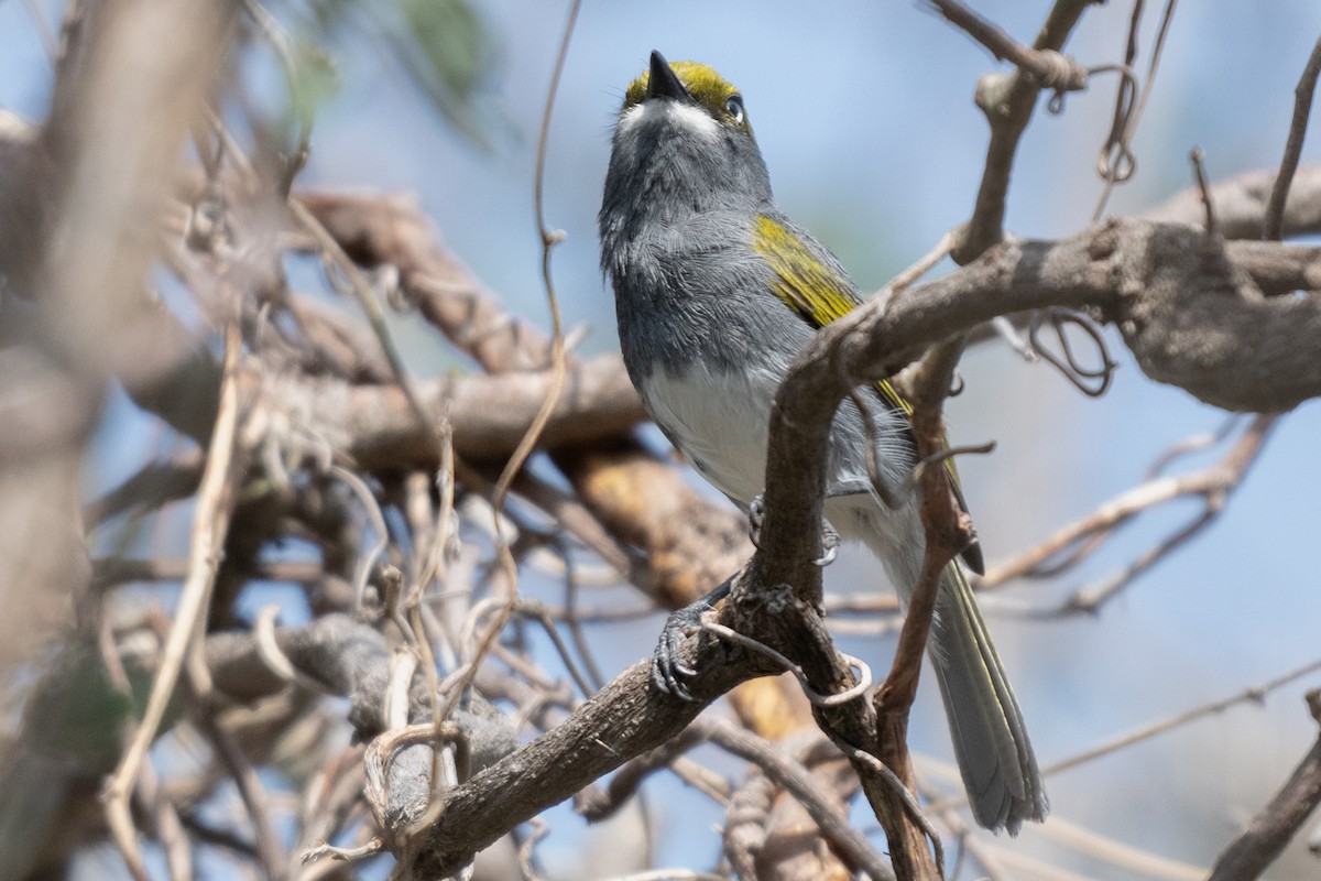 Slaty Vireo - ML619657099