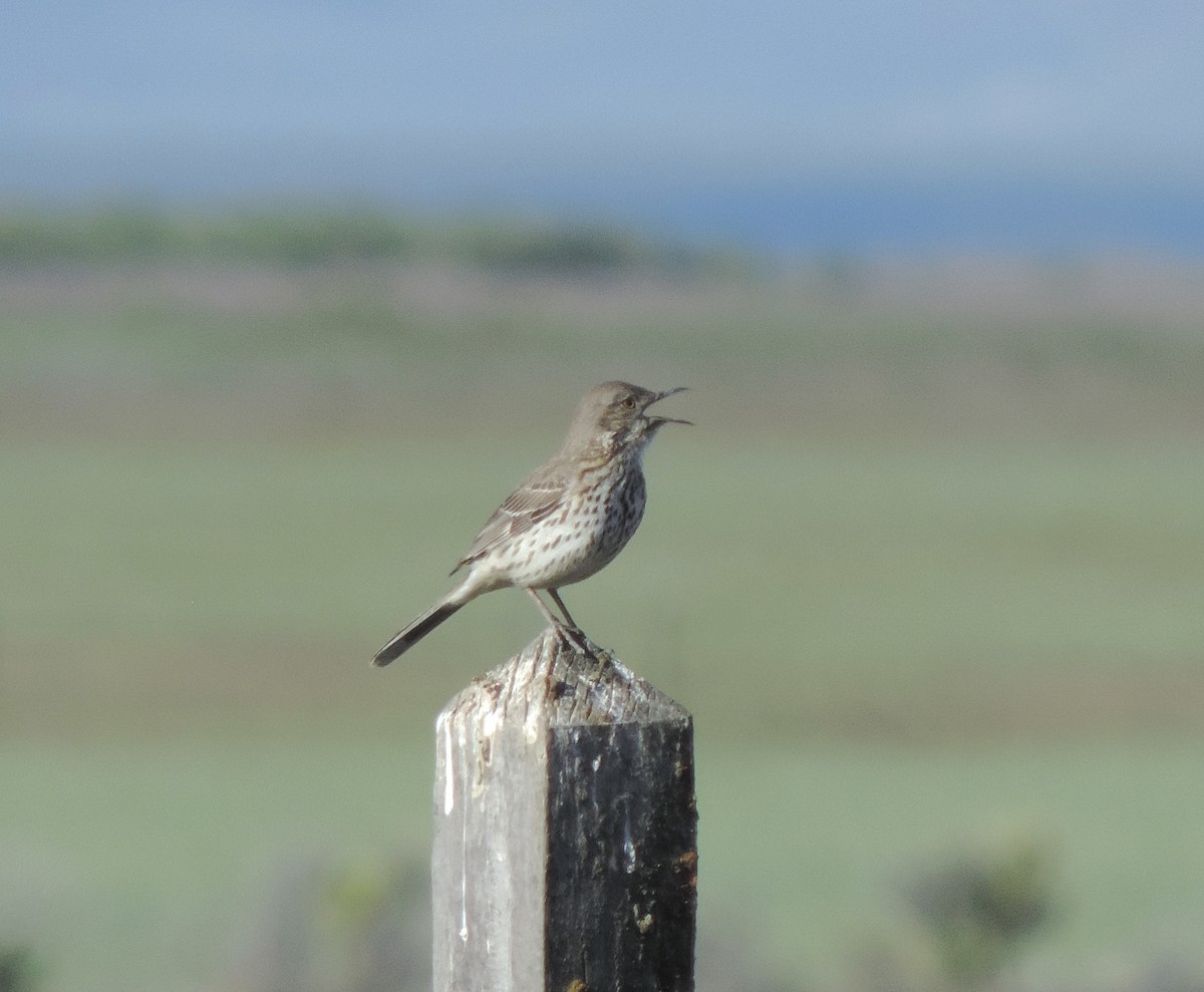 Sage Thrasher - Sylvia Maulding