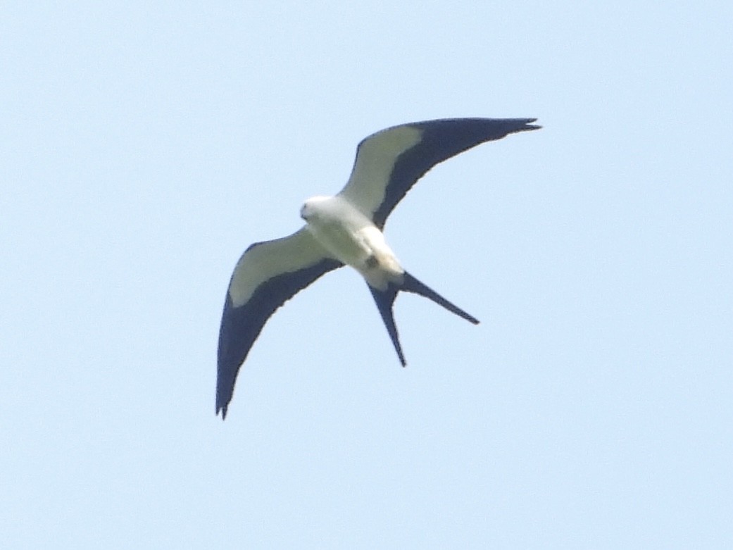 Swallow-tailed Kite - Becky Amedee