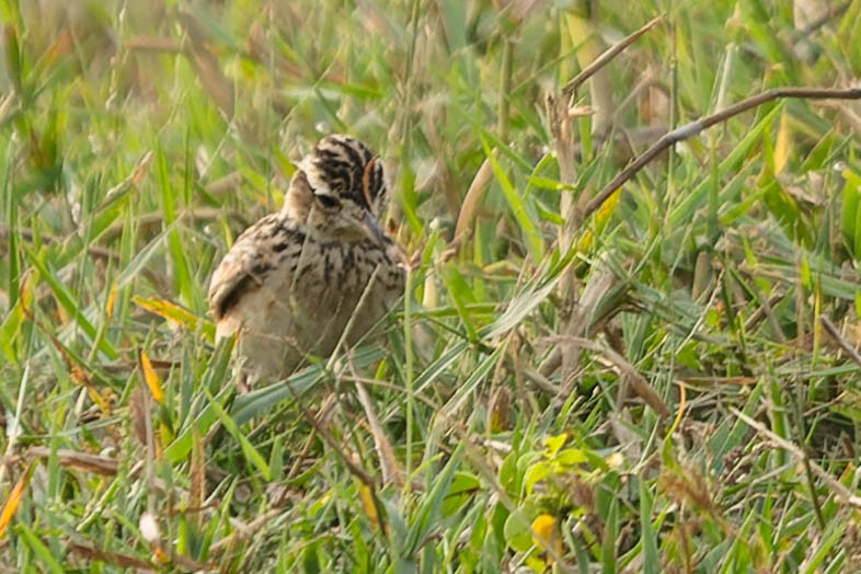 Oriental Skylark - Zebedee Muller