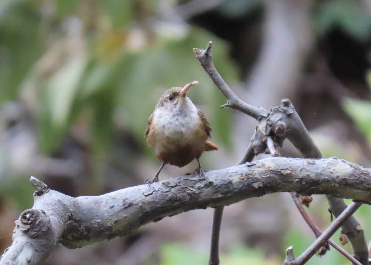 Canyon Wren - karen pinckard