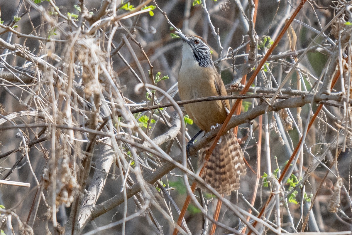 Happy Wren - ML619657117