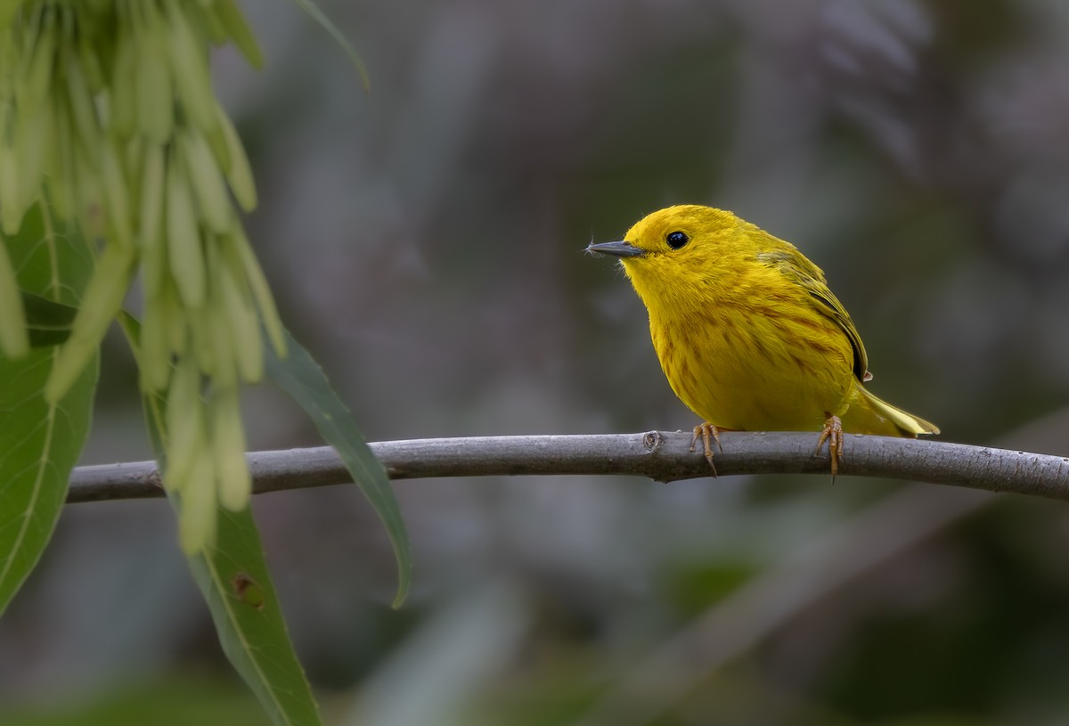 Yellow Warbler - Braxton Landsman