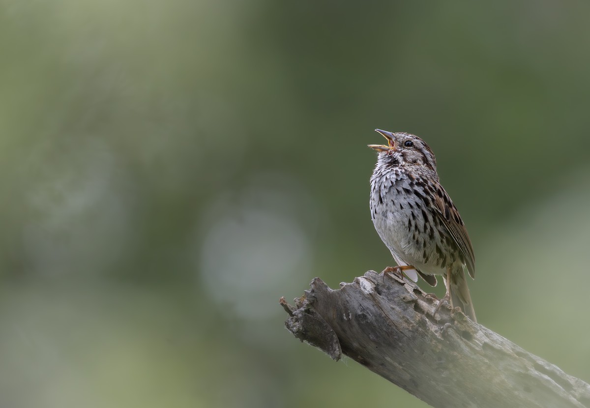 Song Sparrow - ML619657126