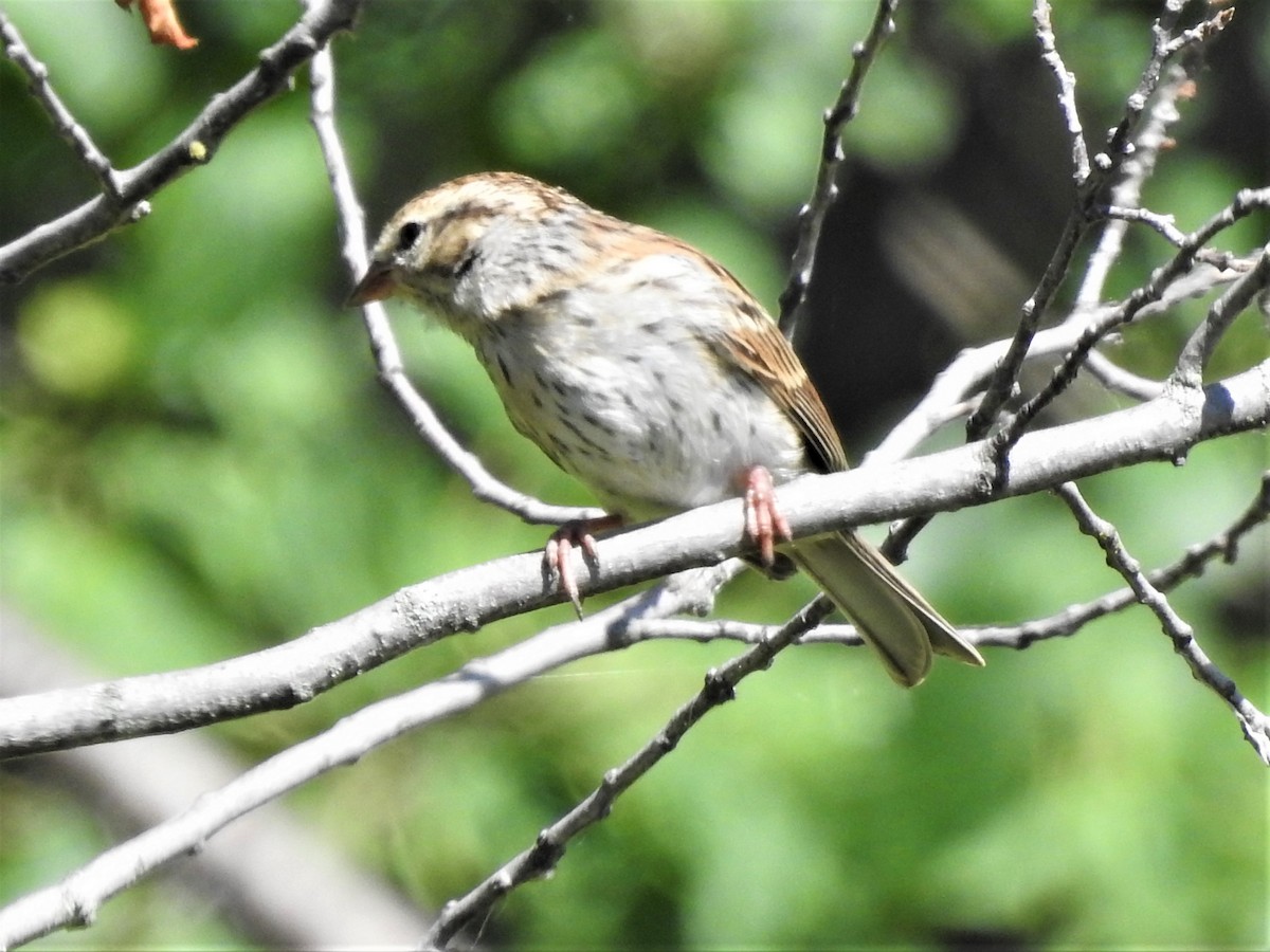 Chipping Sparrow - Sue Ascher