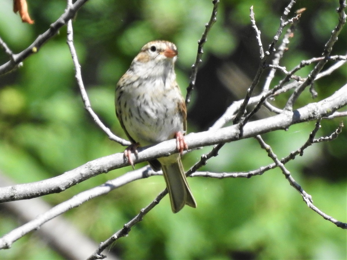 Chipping Sparrow - Sue Ascher