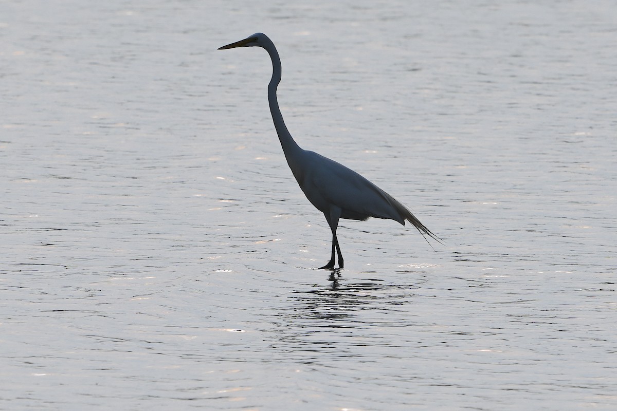 egretthegre - ML619657130