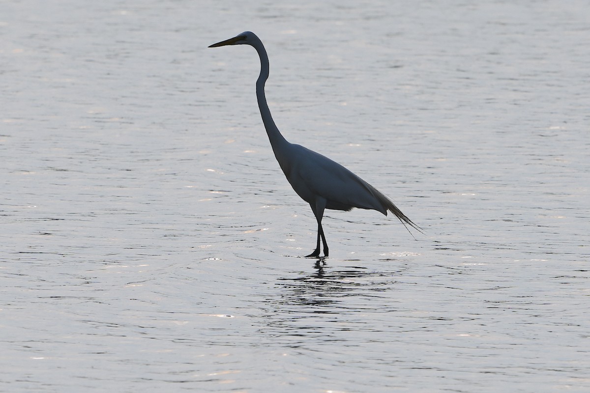 Great Egret - Chad Ludwig