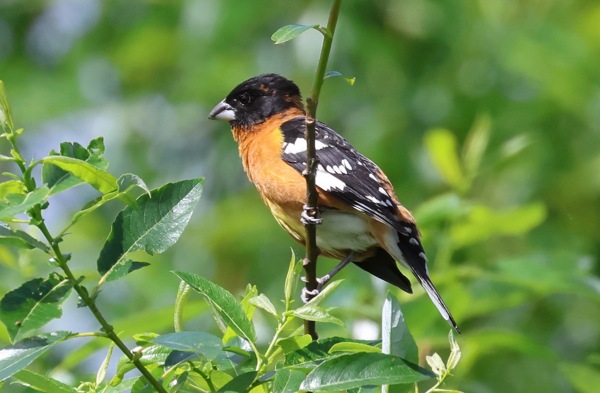 Black-headed Grosbeak - Rachel Walsh