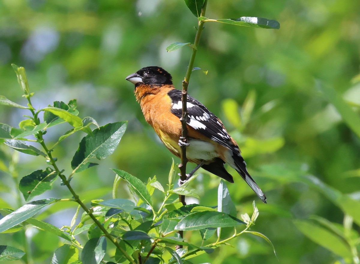 Black-headed Grosbeak - Rachel Walsh