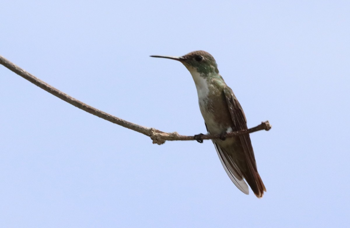 Azure-crowned Hummingbird - ML619657141