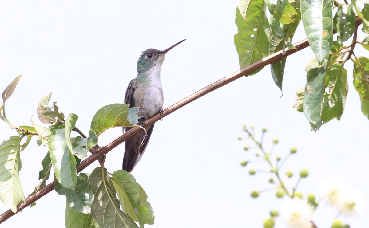 Azure-crowned Hummingbird - ML619657142