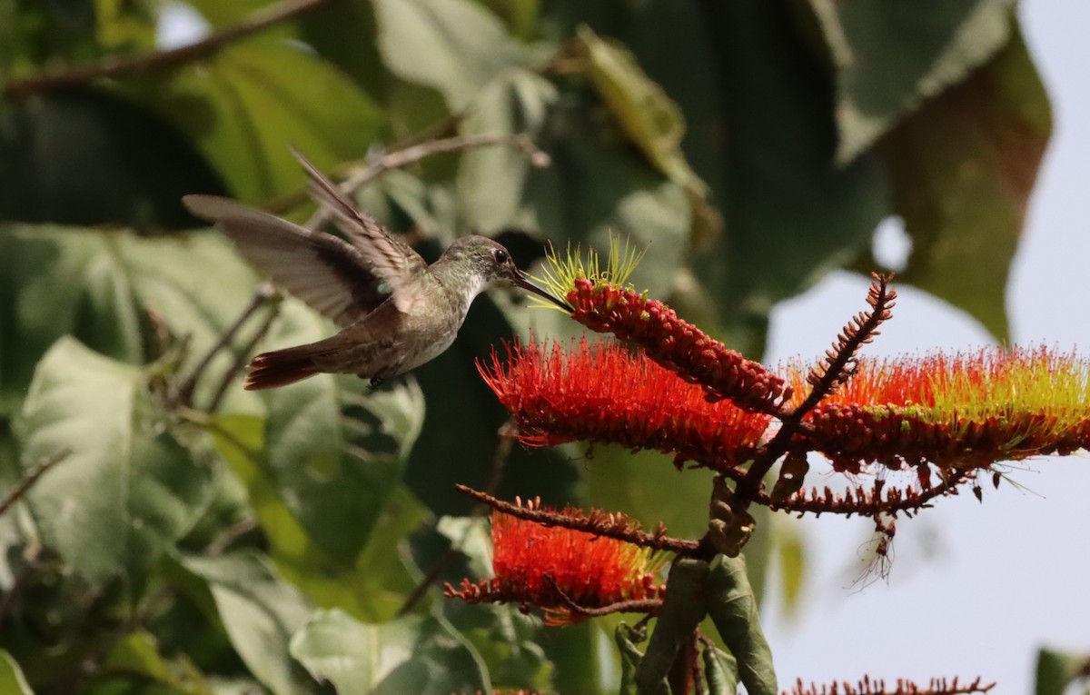 Azure-crowned Hummingbird - ML619657143