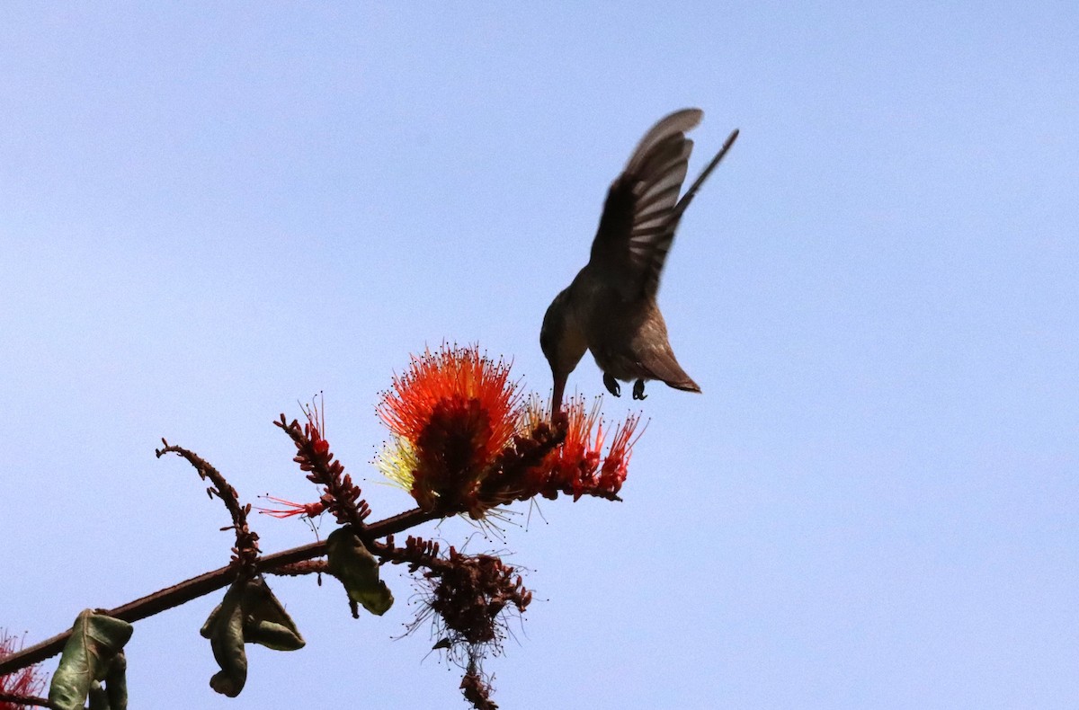 Azure-crowned Hummingbird - ML619657144
