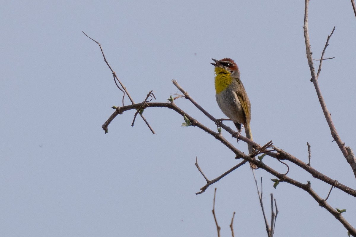 Rufous-capped Warbler - ML619657147
