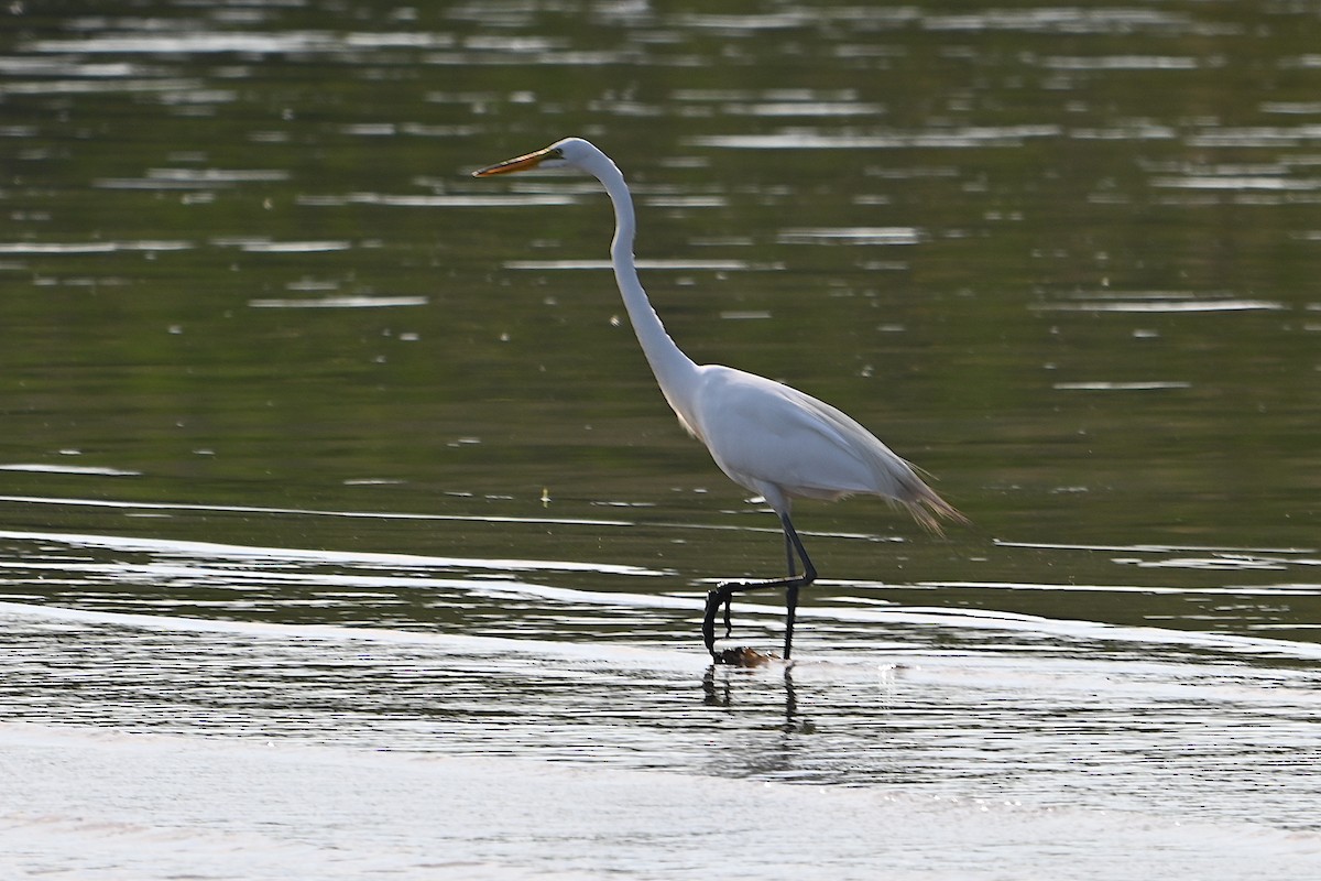 Great Egret - Chad Ludwig