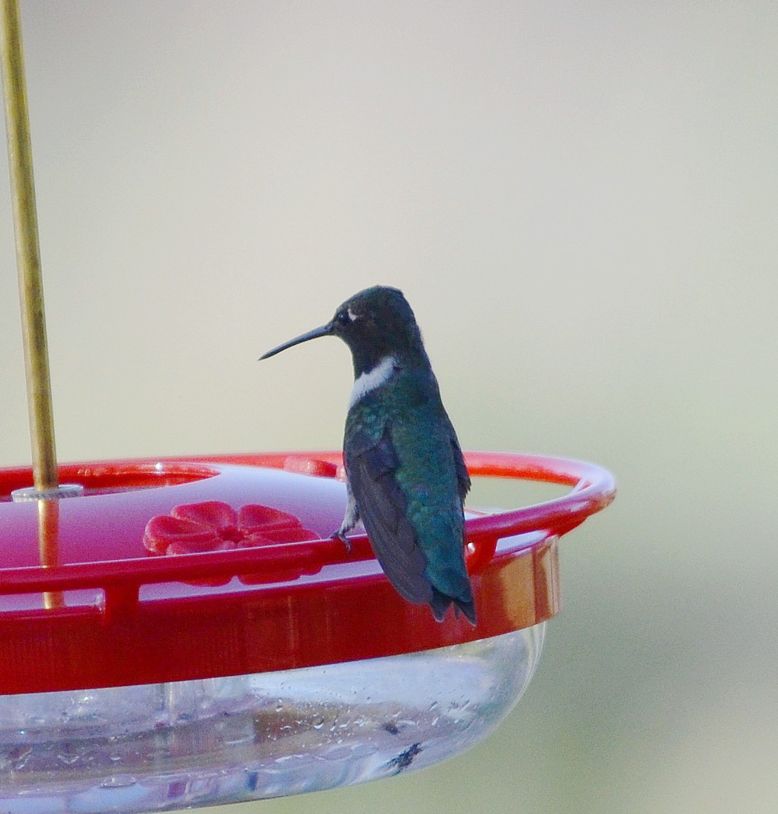 Black-chinned Hummingbird - John Ritchie