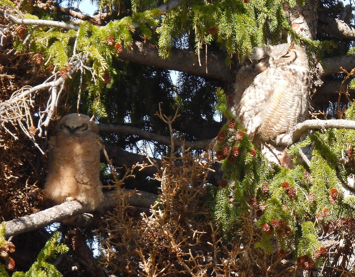 Great Horned Owl - ML619657160