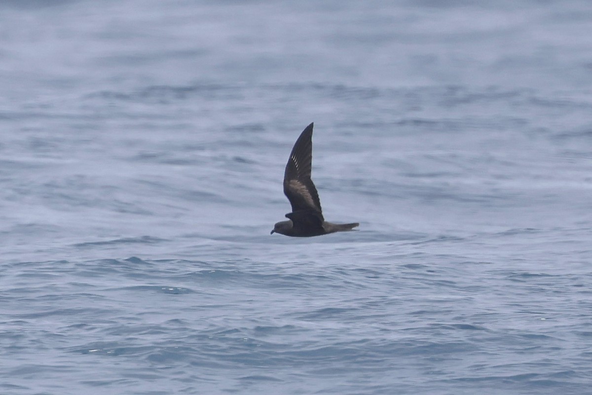 Black Storm-Petrel - Caleb Villar