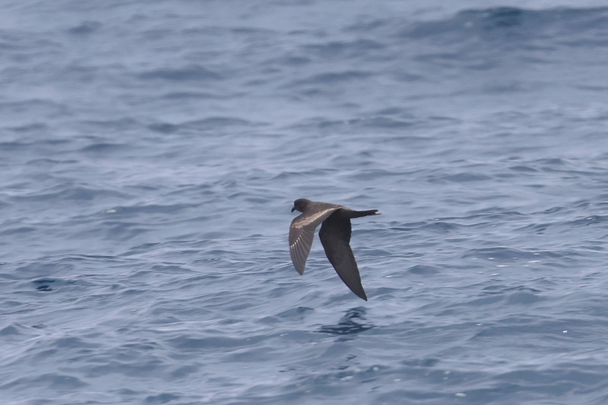 Black Storm-Petrel - Caleb Villar