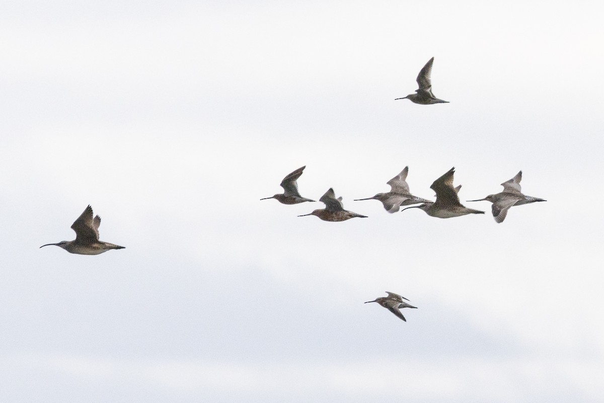 Bar-tailed Godwit - ML619657166