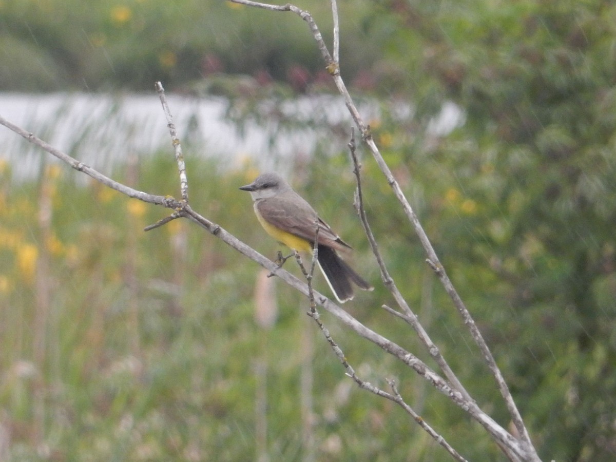 Western Kingbird - ML619657169