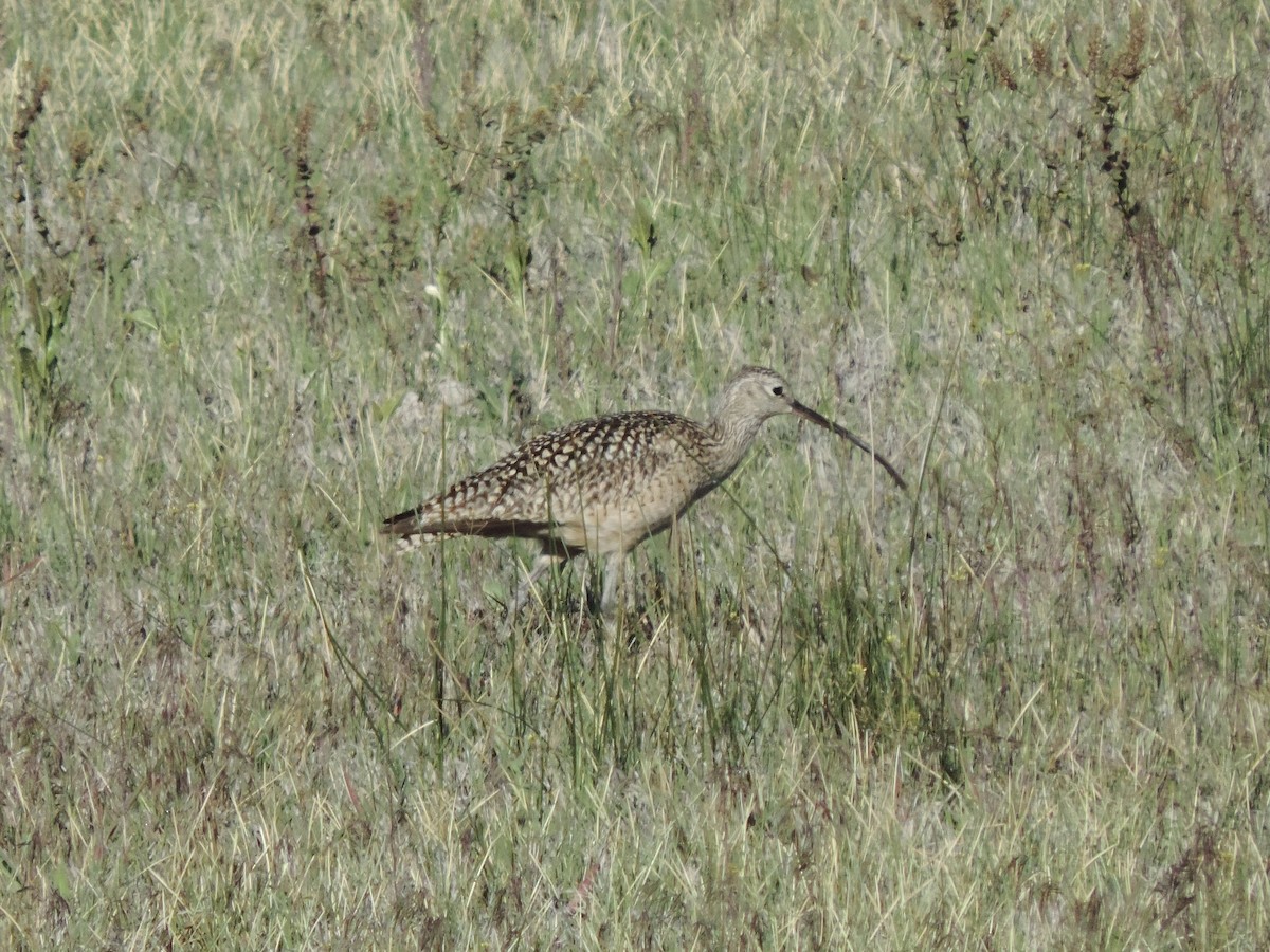 Long-billed Curlew - Sylvia Maulding