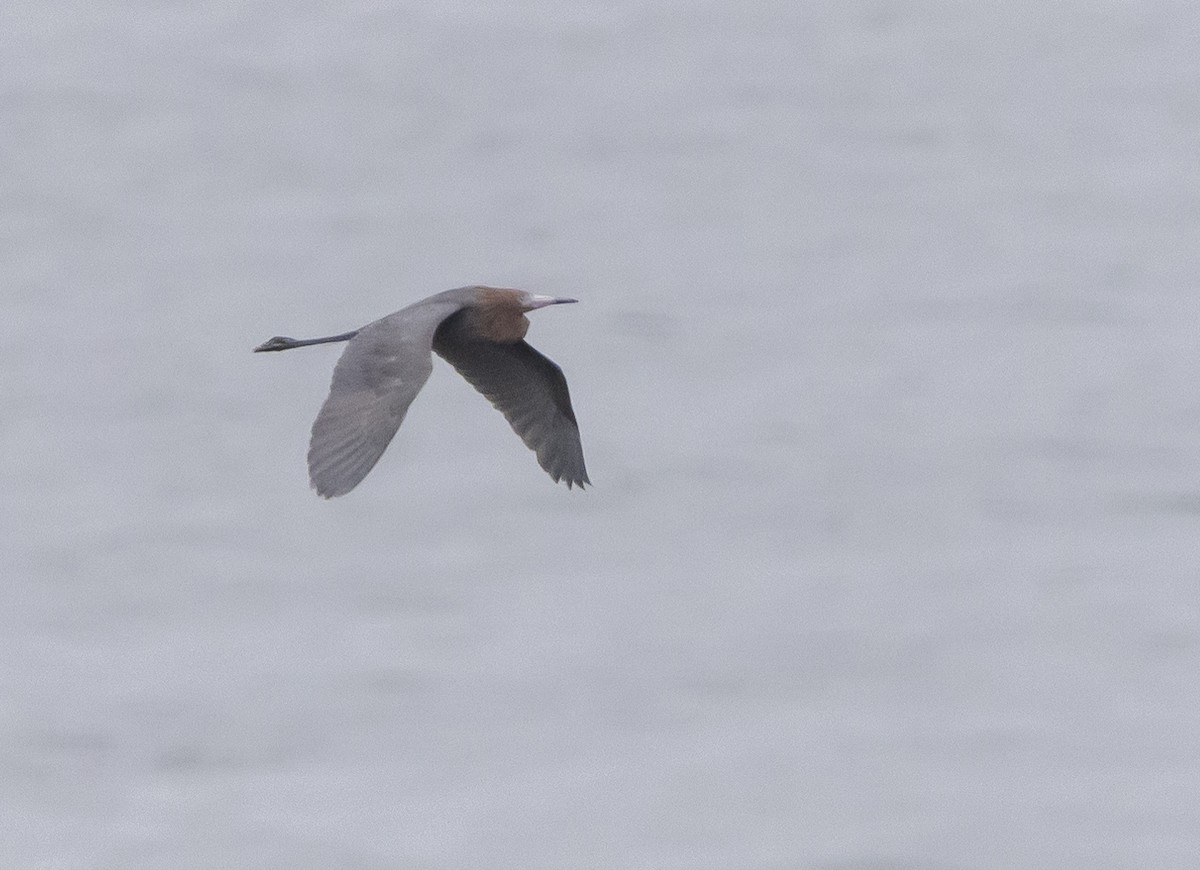 Reddish Egret - Braxton Landsman