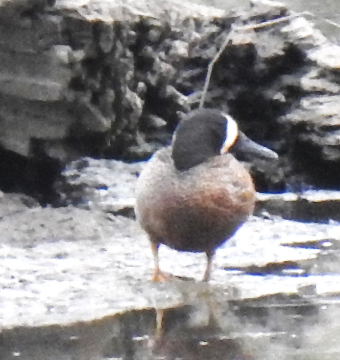 Blue-winged Teal - Lucio 'Luc' Fazio