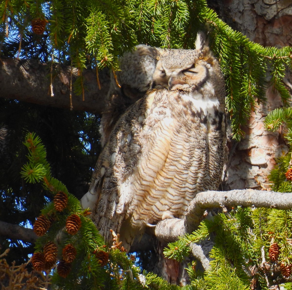 Great Horned Owl - Karen Roll