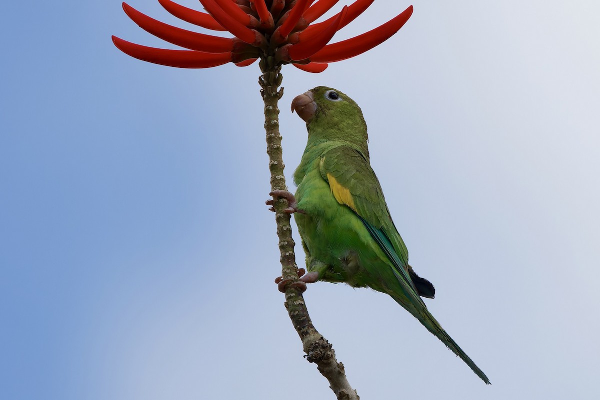 Yellow-chevroned Parakeet - Haim Weizman