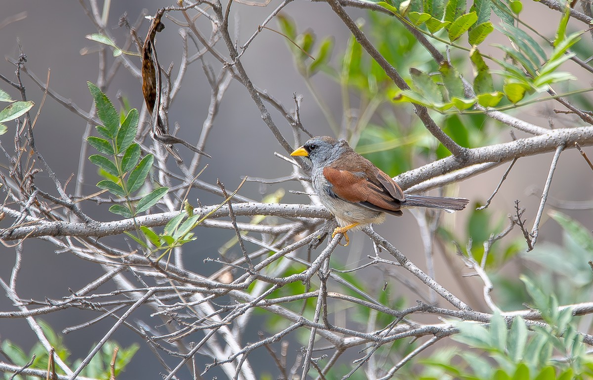 Great Inca-Finch - ML619657191