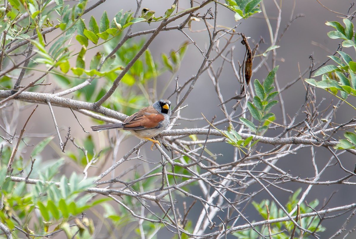 Great Inca-Finch - ML619657192