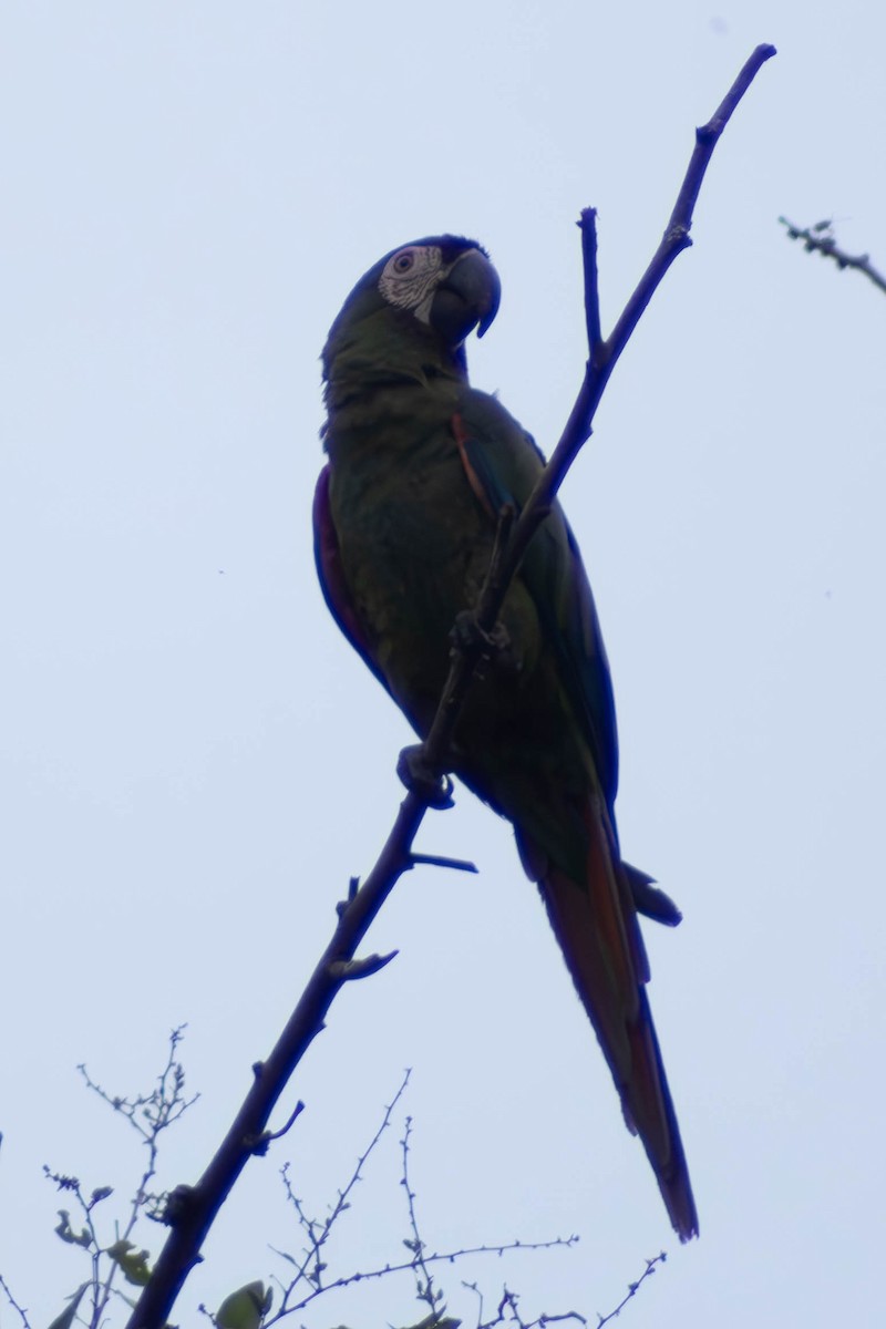Chestnut-fronted Macaw - Eyder Daniel Gómez López
