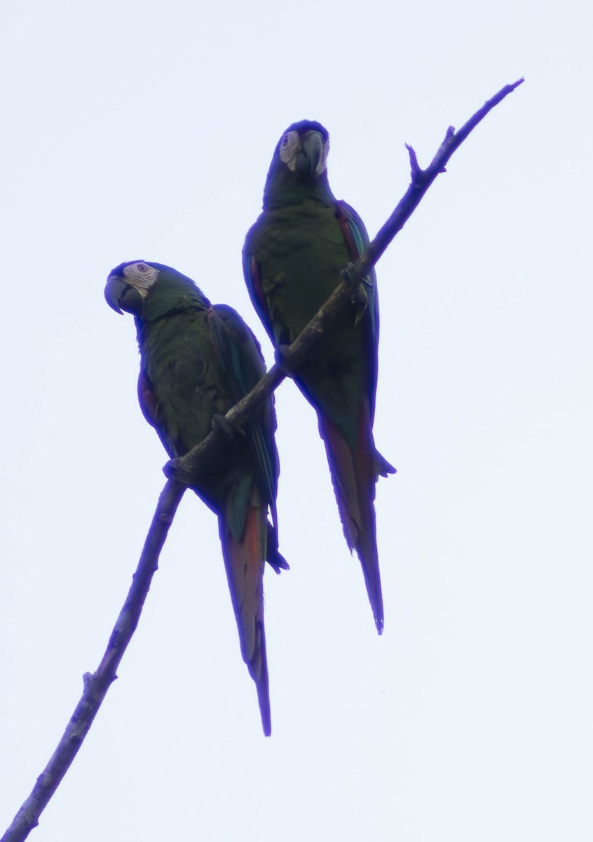 Chestnut-fronted Macaw - Eyder Daniel Gómez López