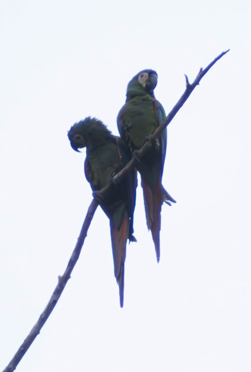 Chestnut-fronted Macaw - Eyder Daniel Gómez López