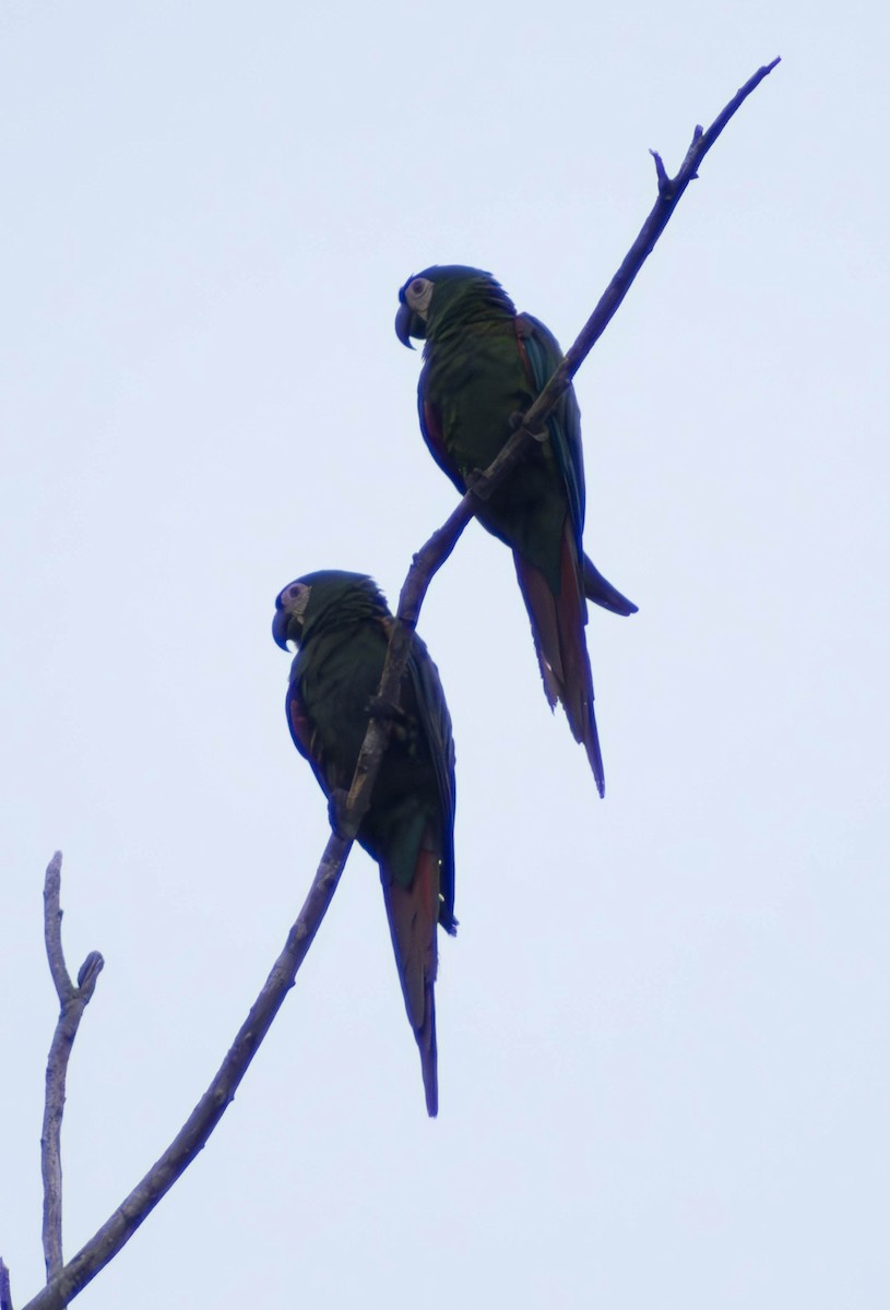 Chestnut-fronted Macaw - Eyder Daniel Gómez López