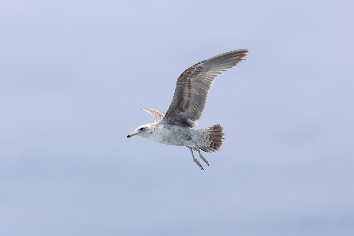 California Gull - Caleb Villar