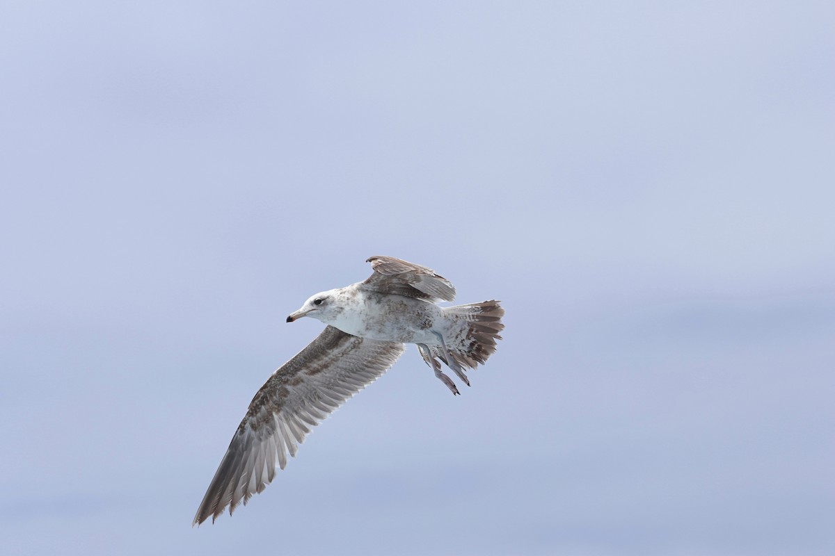 California Gull - Caleb Villar