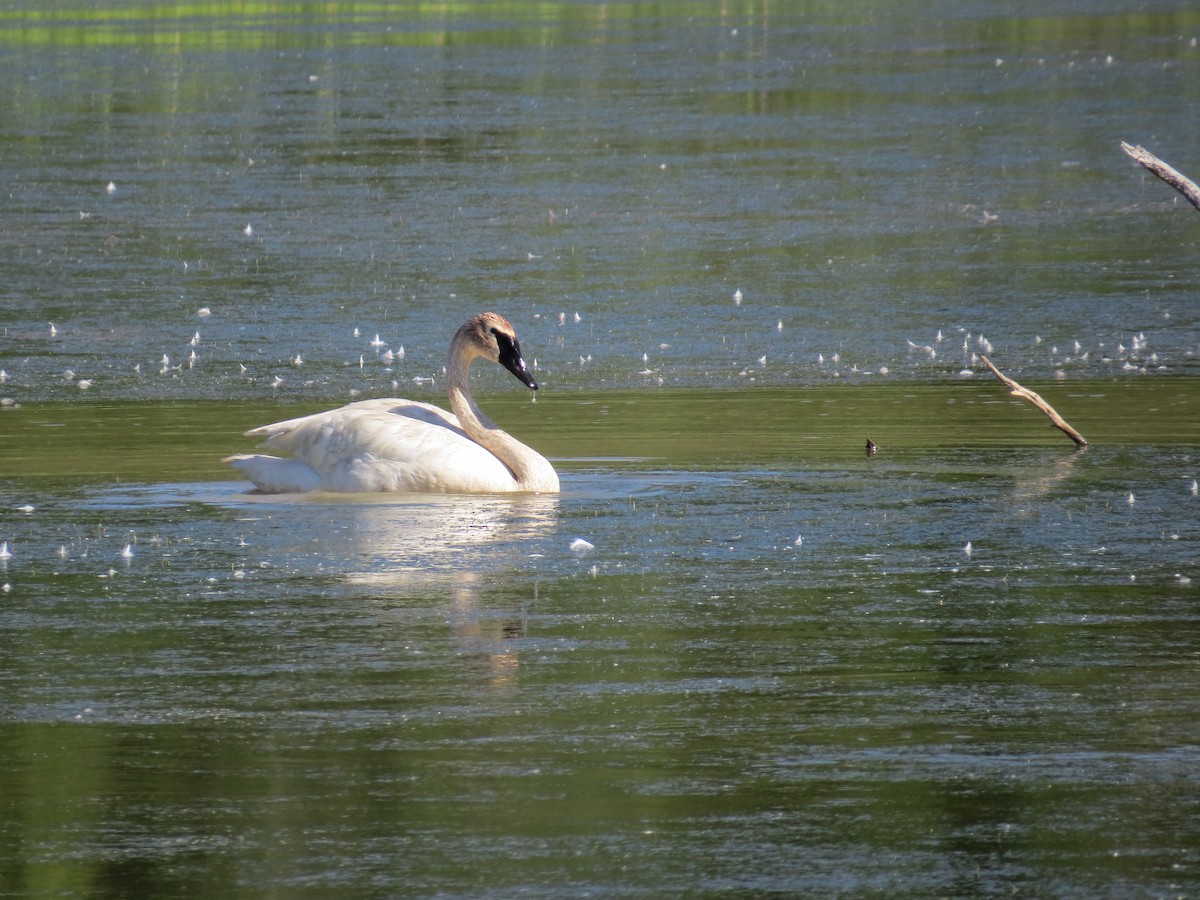 Trumpeter Swan - Eric Wilmot